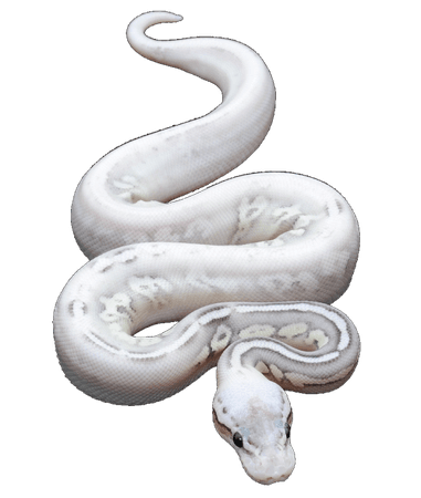 *clipped by @luci-her* snake png - Google Search