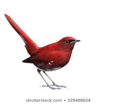 red bird - Google Search