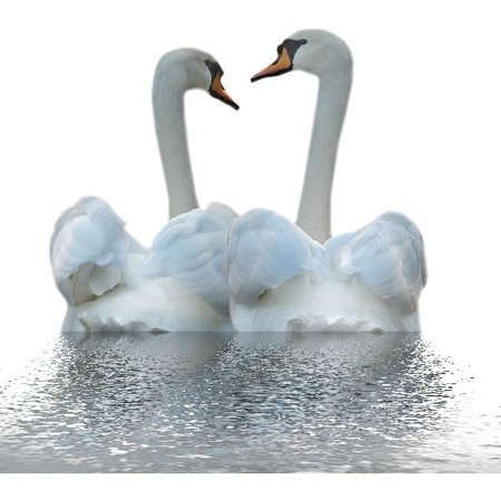 swans 🦢