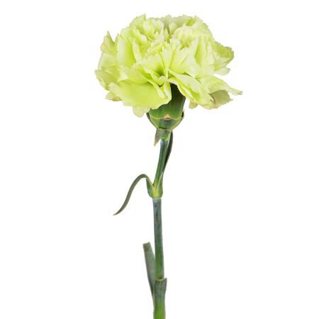green carnation