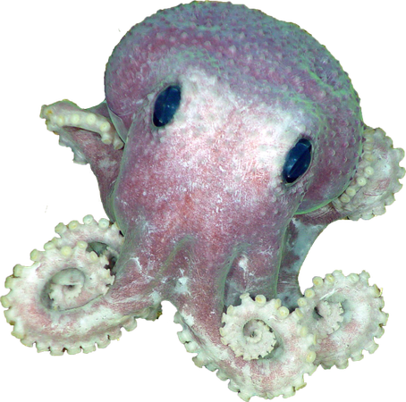 cias pngs // adorable octopus