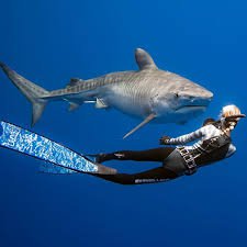 swimming female marine biologist - Google Search