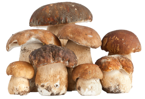 mushroom party