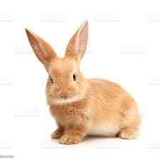 bunny white background - Google Search