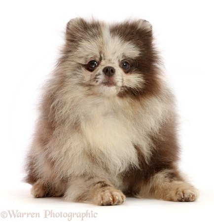 Dog: Merle Pomeranian puppy photo WP48413