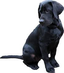 black labrador puppies png - Google Search