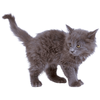 Cat Kitten transparent PNG - StickPNG