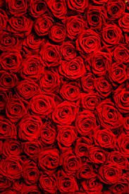 roses backdrop - Google Search