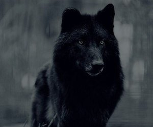 440 images about Werewolf on We Heart It | See more about couple, aesthetic and quotes