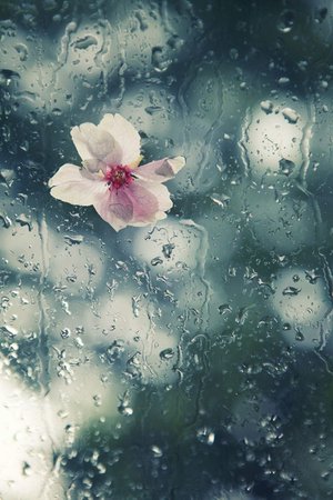 bloom in rain