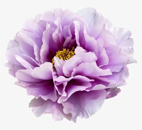 7-71808_watercolor-floral-clipart-peony-arrows-transparent-background-purple.png (820×752)