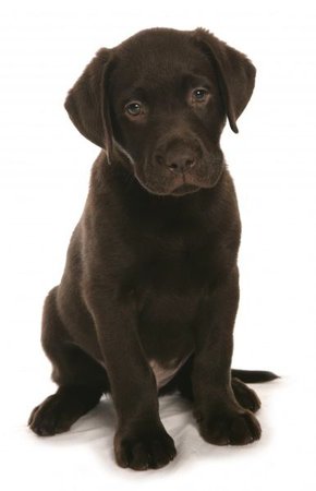 chocolate lab puppy - Google Search