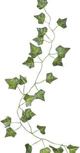 vines plant - Google Search