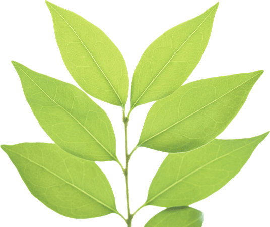 Green Leaf Transparent PNG | PNG Mart