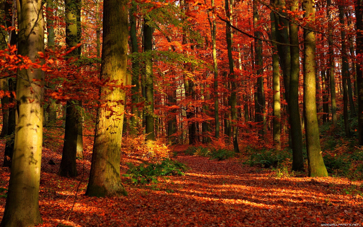 autumn fall nature forest background backdrop