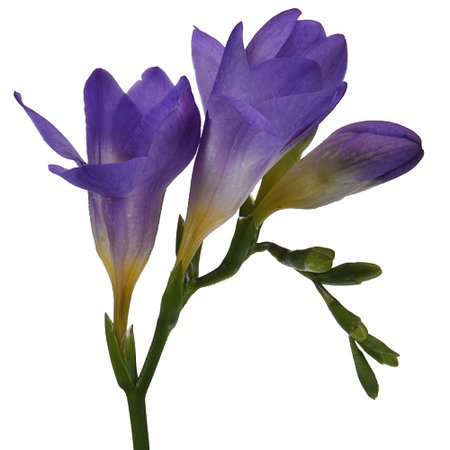 Purple Freesia Flower | FiftyFlowers.com