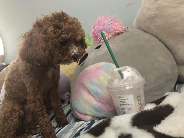 starbies and Willow