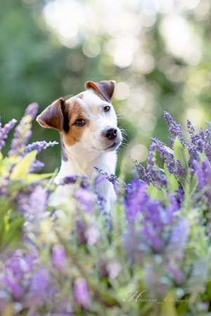 jack russel dog flowers