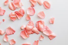 pink rose petals scattered - Google Search