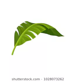 tropical single lime green leaves - Google Search