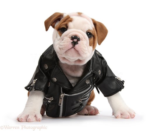 Google Image Result for http://www.warrenphotographic.co.uk/photography/bigs/39237-Cute-bulldog-pup-wearing-biker-jacket-white-background.jpg