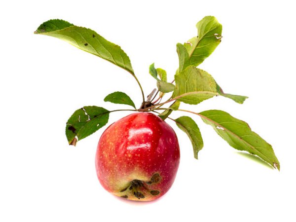 Brunch With Apples Stock Photo - Download Image Now - Apple Tree, Apple - Fruit, Branch - Plant Part - iStock