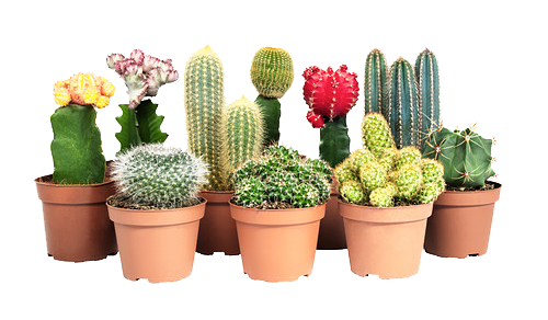 assorted cacti