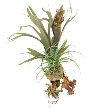 Faux Staghorn & Air Plant Wood Wall Hanging | Scenario Home