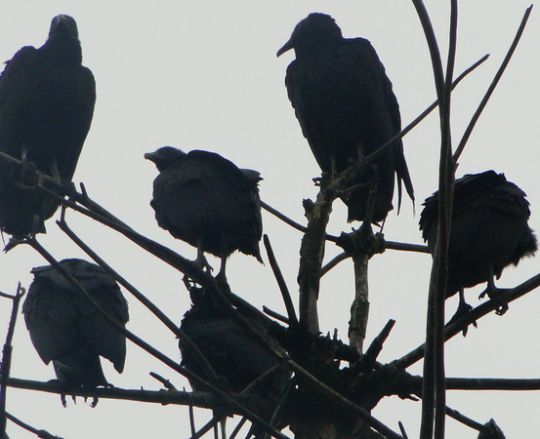 Ravens or Crows