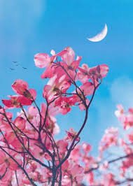 blue and pink flower aesthetic. - Google Search