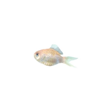 swimmyfish