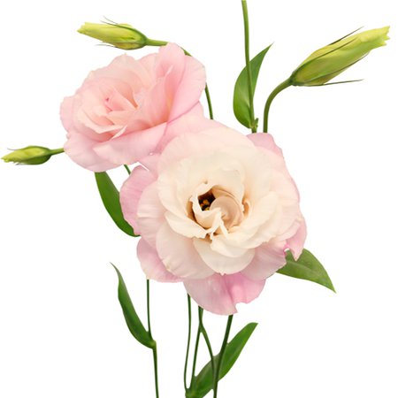 Light Pink Lisianthus Flower | FiftyFlowers.com