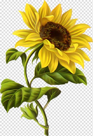 Sunflower, Common sunflower Drawing Botanical illustration Watercolor painting, chamomile transparent background PNG clipart | PNGGuru