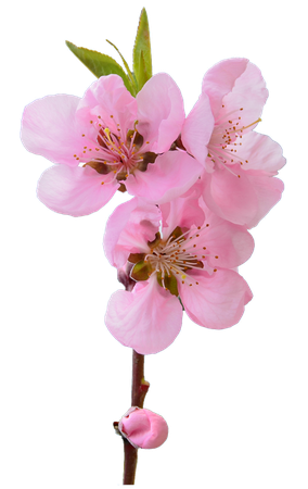 blossom cherry pink