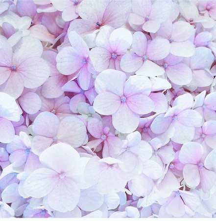lilac spring aesthetic - Google Search