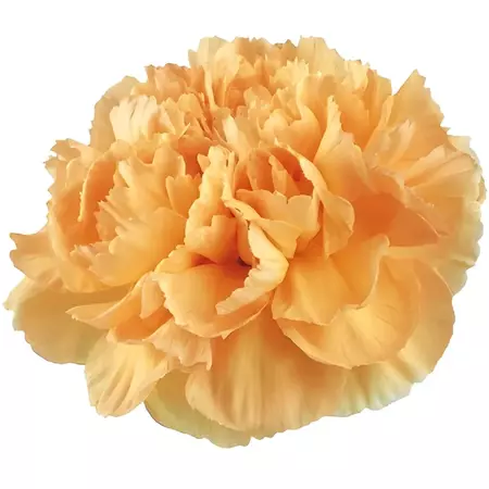 Wholesale Light Orange Wholesale Carnations ᐉ bulk Light Orange Who...