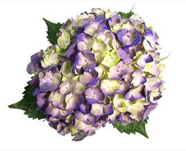 Hydrangea Lavender Lemon - Hydrangea - Flowers and Fillers - Flowers by category | Sierra Flower Finder