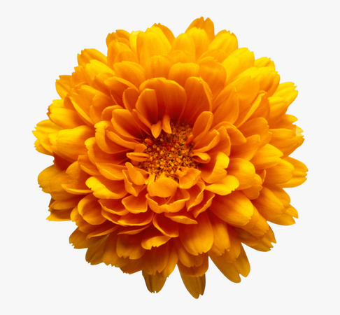 aesthetic real flower png - Google Search