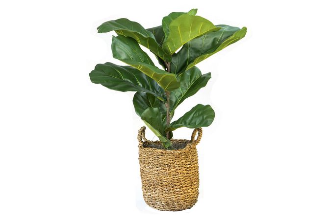 Fiddle Leaf Fig Plant in Basket | Ashley