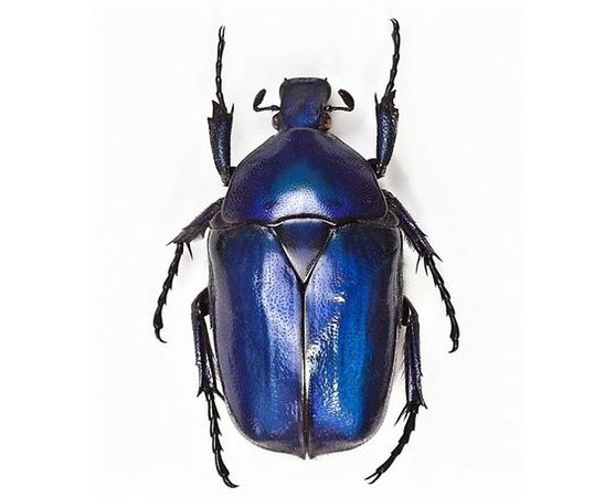 Blue scarab beetle