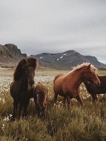Landscapes, rustic finishes and prairie aesthetics inspire Phillip Jeffries new Summer collection - Homestead. | Horses, Beautiful horses, Equine photography