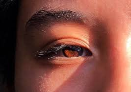brown eyes in the sunlight - Google Search