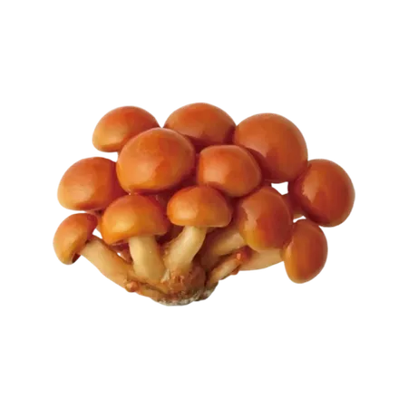 mushroom mushrooms fungus sticker by @froggy_and_mushroom