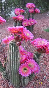 cactus flowers - Google Search