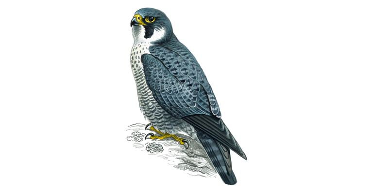 peregrine falcon - Google Search