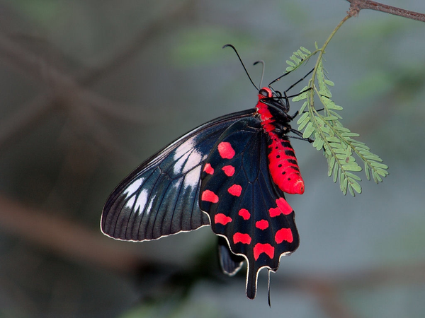red body swallowtail