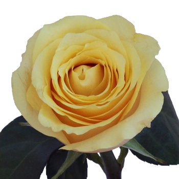 Yellow Butterscotch Fresh Cut Rose