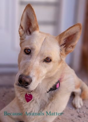 Dog for Adoption – TRIO, near Hurricane, UT | Petfinder
