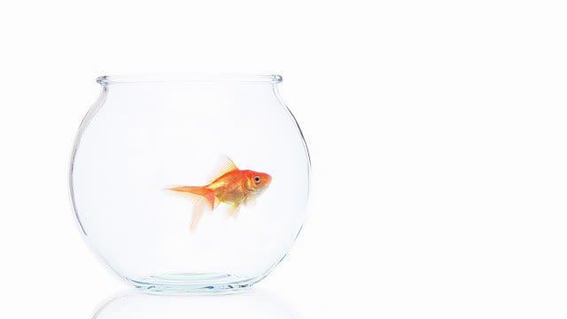 gold fish in a bowl - Google Search