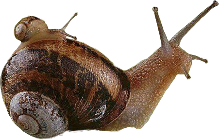 small snail, big snail